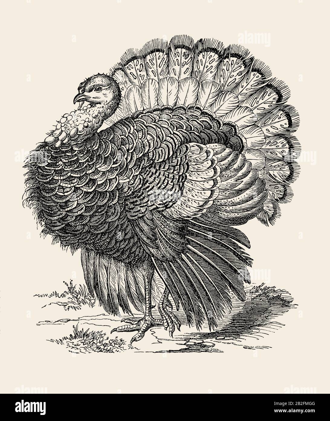 Wild turkey (meleagris gallopavo) specimen in an old illustration for schoolbook. 19th century. Stock Photo