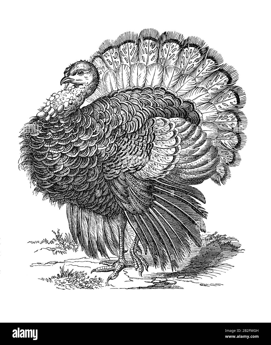 Wild turkey (meleagris gallopavo) specimen in an old illustration for schoolbook. 19th century. Stock Photo