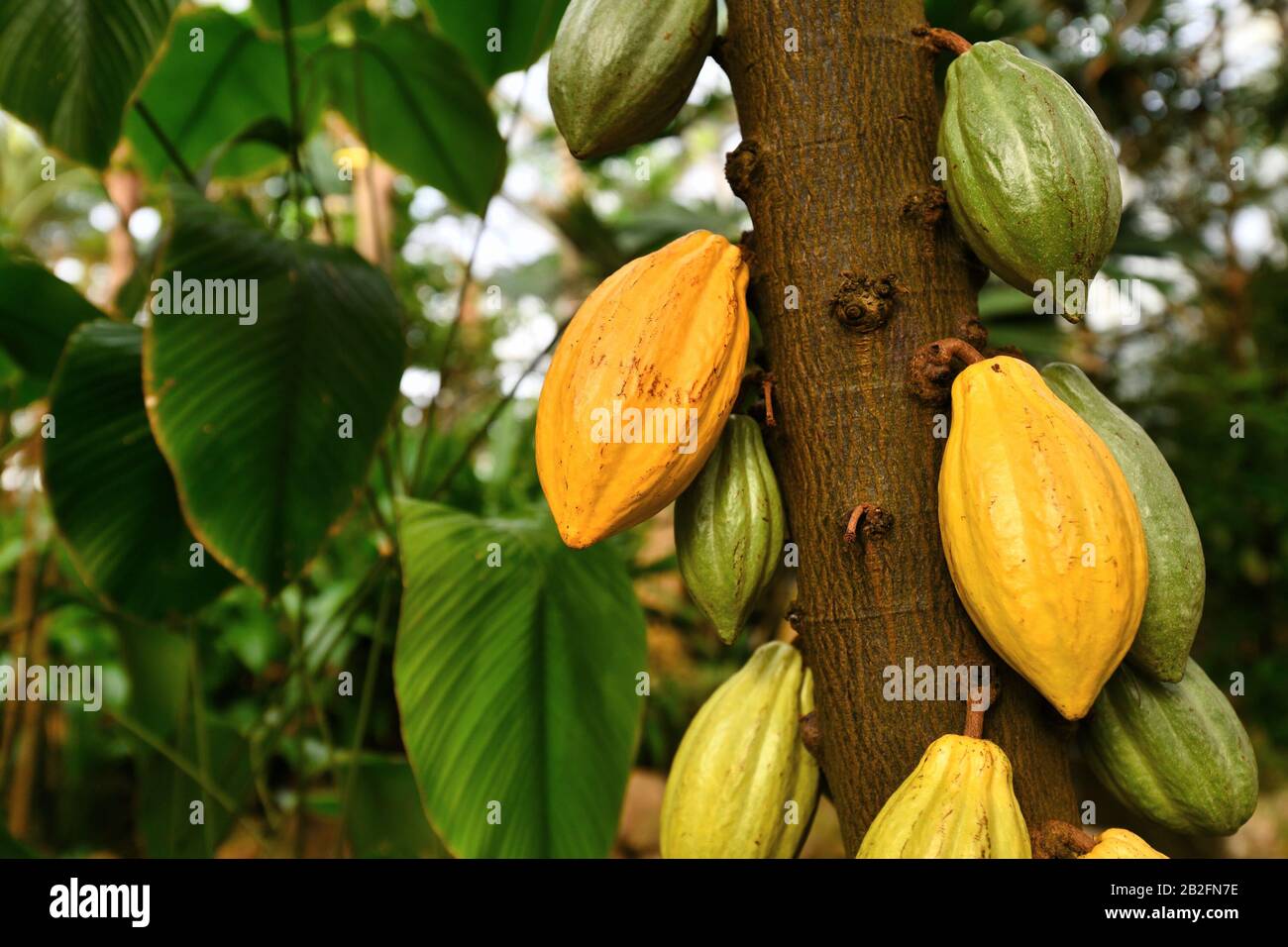'Theobroma Cacao' cocoa plant tree with huge yellow and green cocoa beans used for production of chocolate Stock Photo