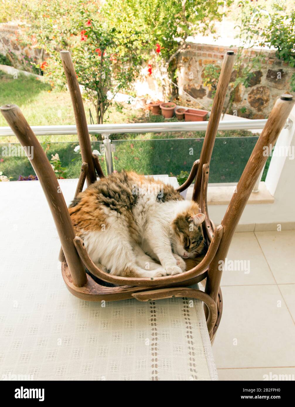 Central perspective image of a cute adult calico cat sleeps inside an upside-down turned rustic chair. Stock Photo