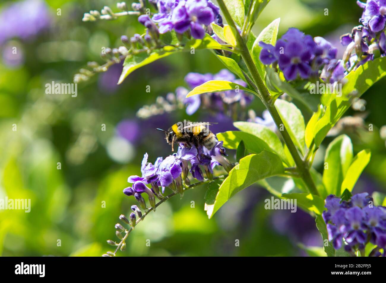 Close up of a Bumblebee enjoying tiny purple flowers on a sunny day. Stock Photo