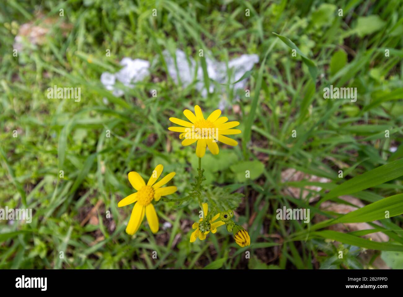 Chrysanthemums (sometimes called mums or chrysanths) Next to a disposable plastic bag, in the winter sunlight against a green grass. Low angle. Close- Stock Photo