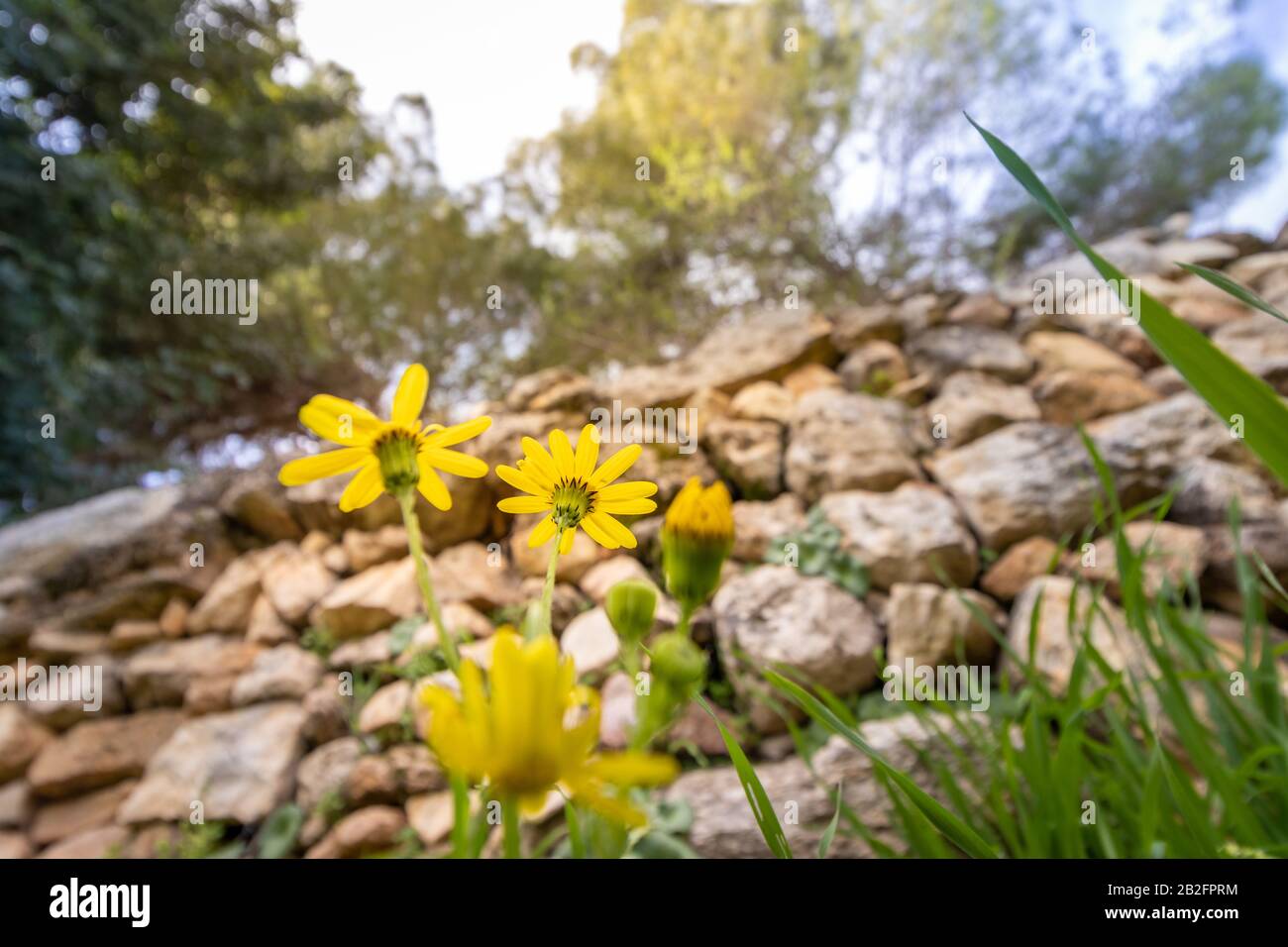 Chrysanthemums (sometimes called mums or chrysanths) in the winter sunlight against a green grass. Low angle. Close-up. Sataf nature reserve, jerusale Stock Photo