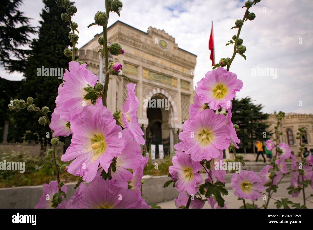 Close up  of pink mallow flowers in front of the Gate at Beyazit Square, Istanbul. Stock Photo