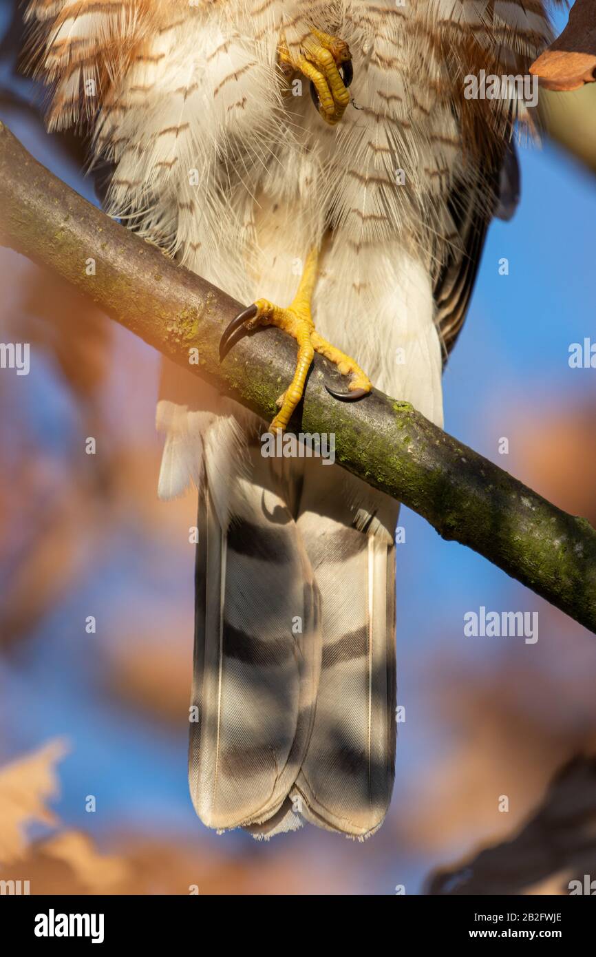 The vibrant feet of a hawk perched on a branch between the leaves Stock Photo