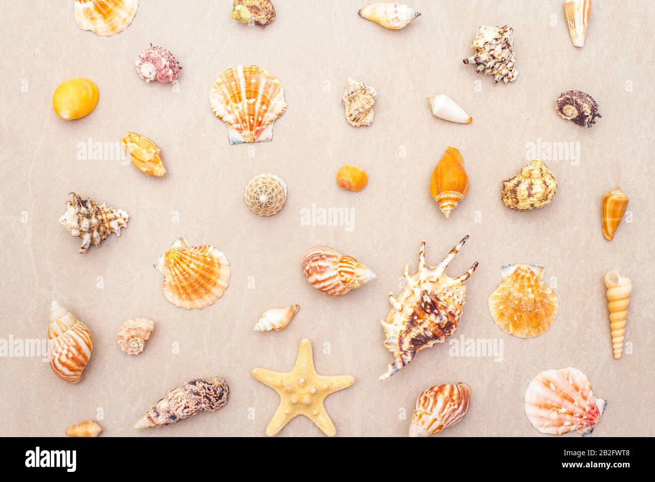 Lots seashells on beach hi-res stock photography and images - Alamy