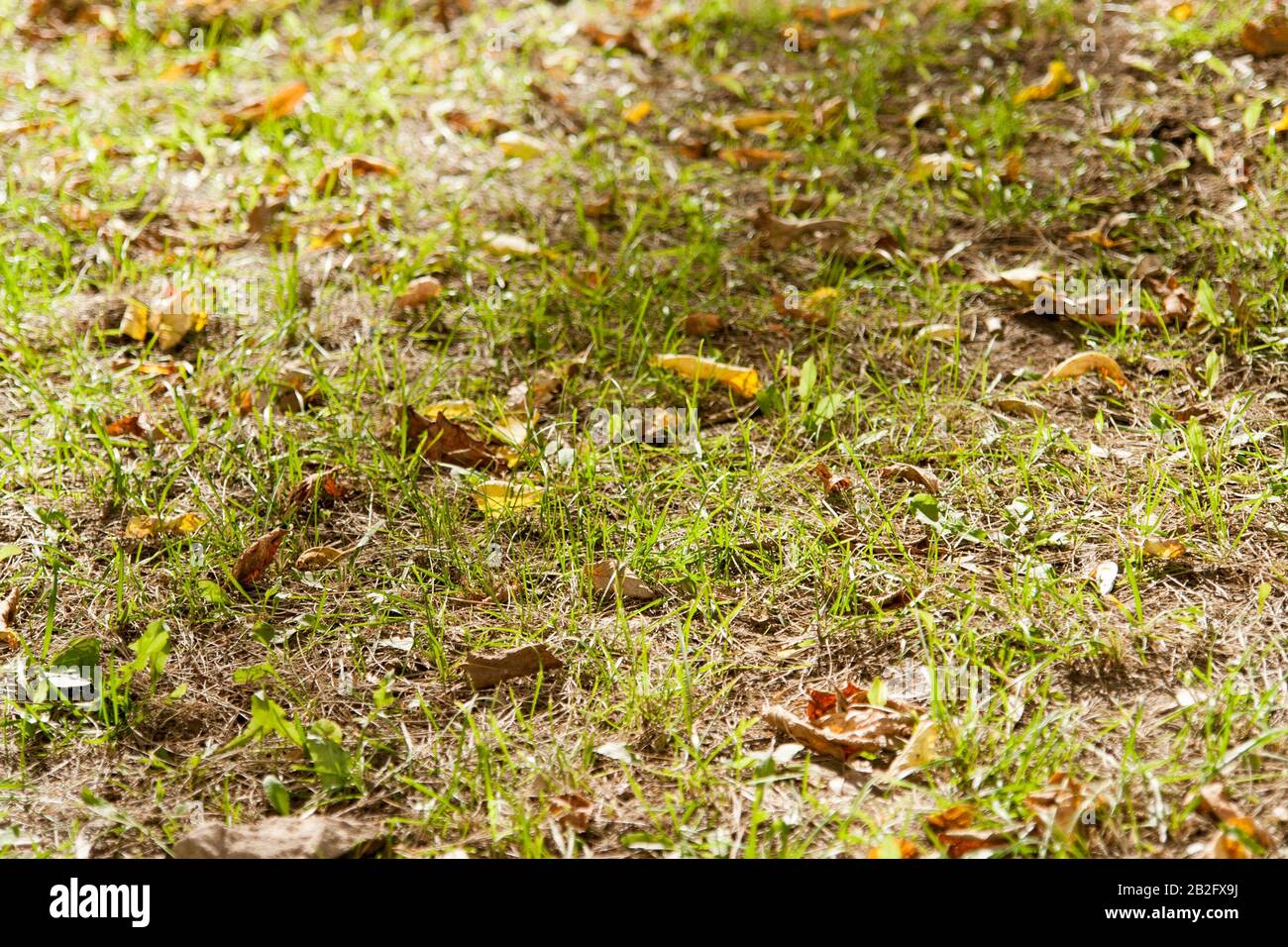 Yellow and orange autumn leaves in fall park Stock Photo - Alamy