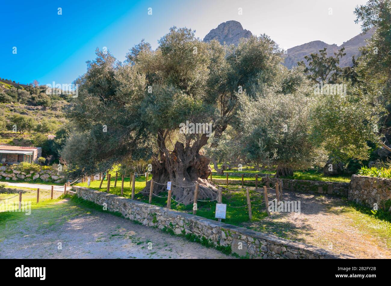 Monumental olive tree in Kavusi.It is a natural monument which is considered to be the oldest olive tree in the world with an age of 3500 years old. Stock Photo