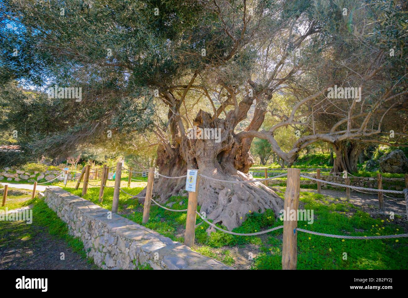 Monumental olive tree in Kavusi.It is a natural monument which is considered to be the oldest olive tree in the world with an age of 3500 years old. Stock Photo