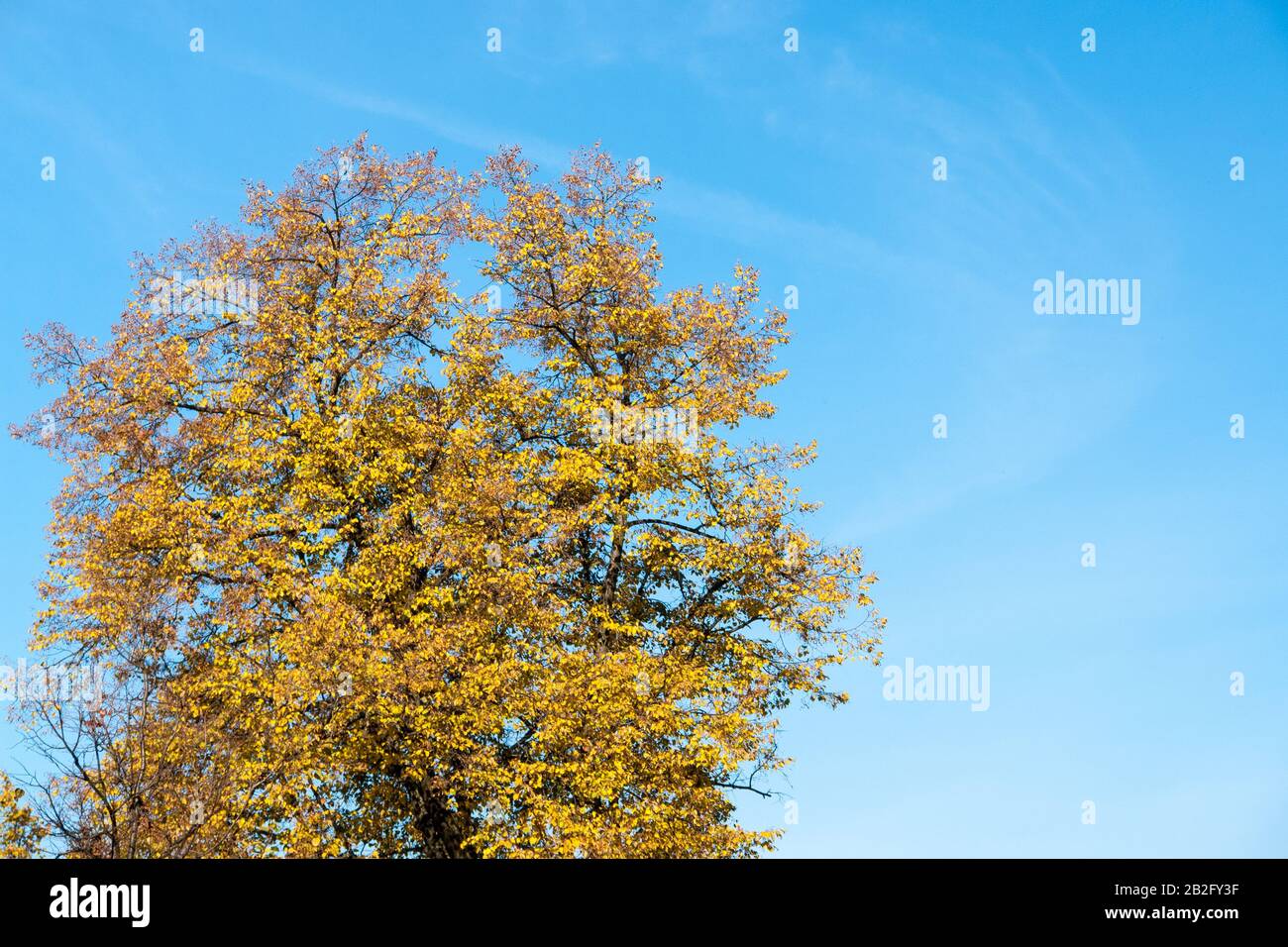 Autumn leaves with the blue sky background Stock Photo - Alamy