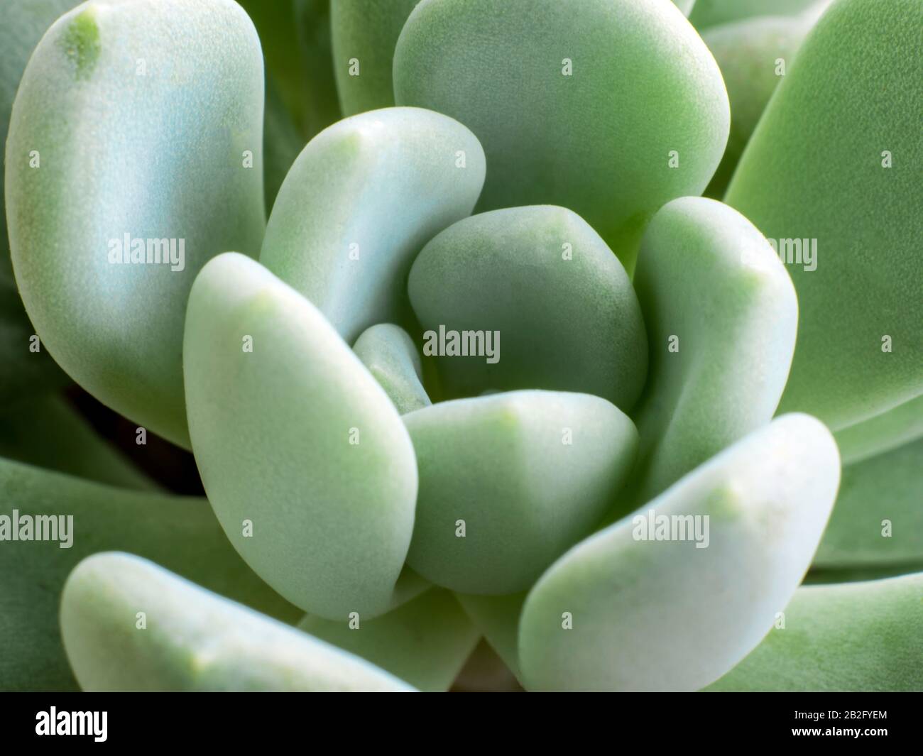 Succulent plant stonecrop, sedum, freshness leaves of sedum clavatum