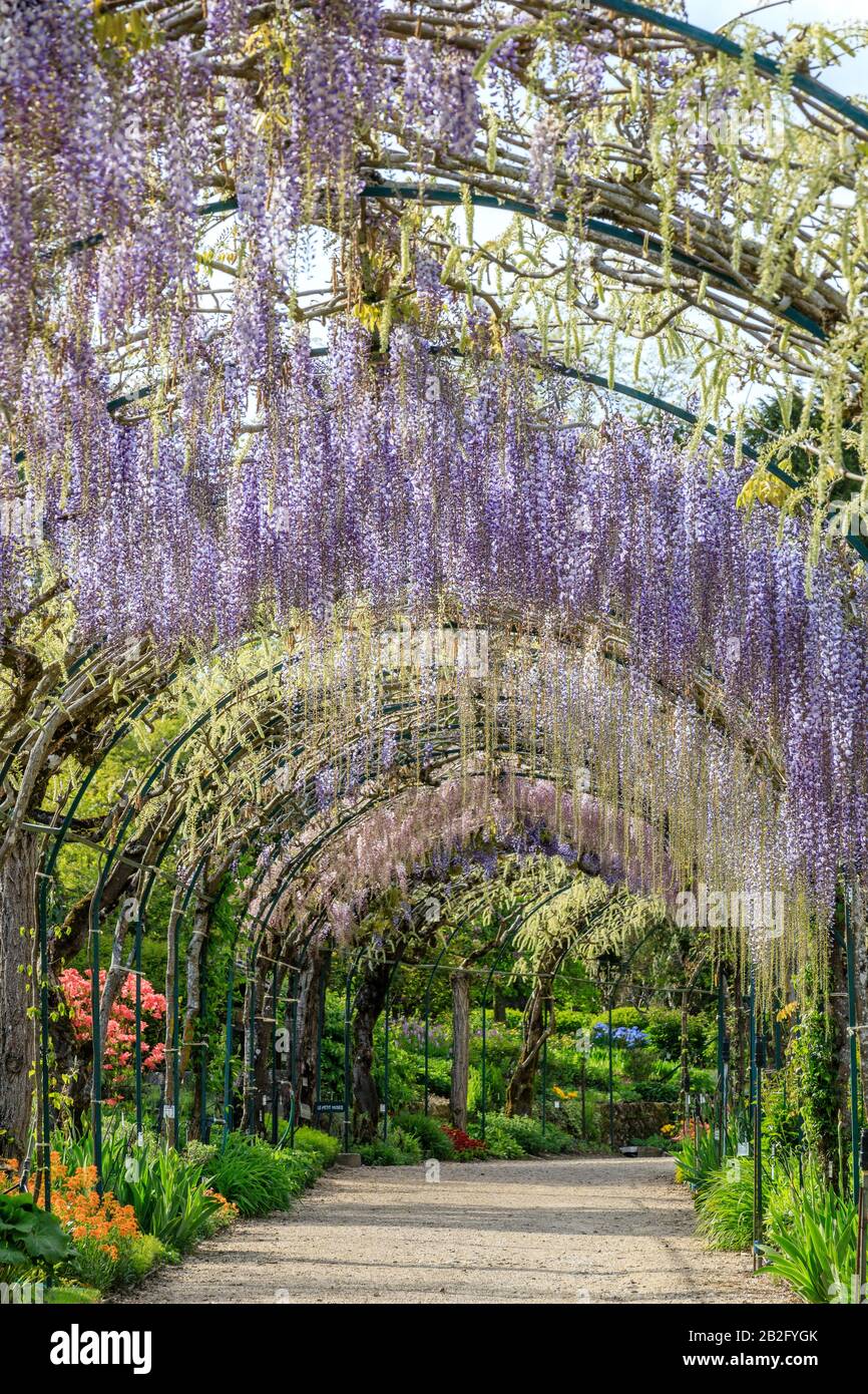Wisteria Archway Hi Res Stock Photography And Images Alamy