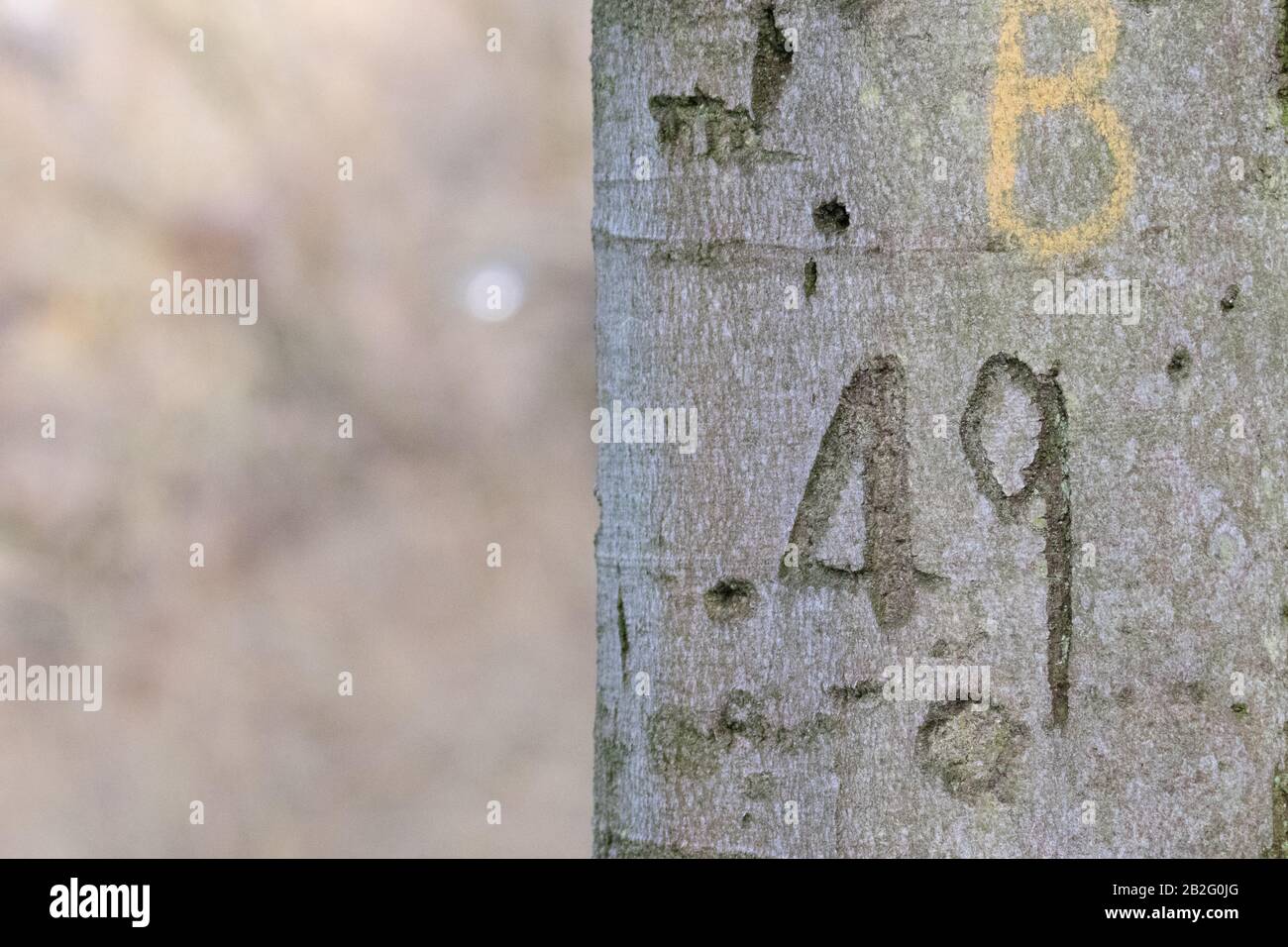 Smooth tree bark with a number carved into the wood Stock Photo