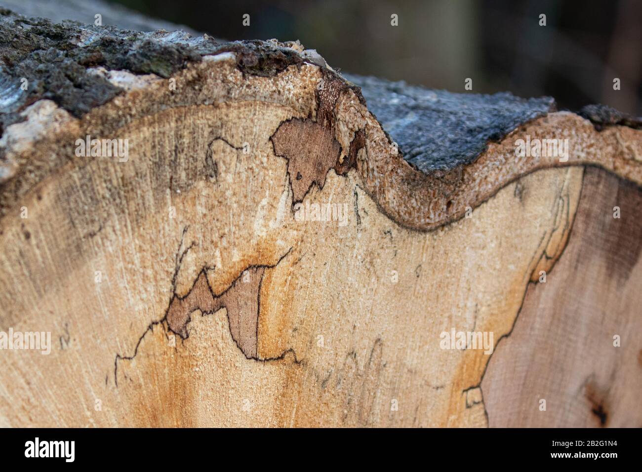 A piece of wood with visible bark and wood grain Stock Photo