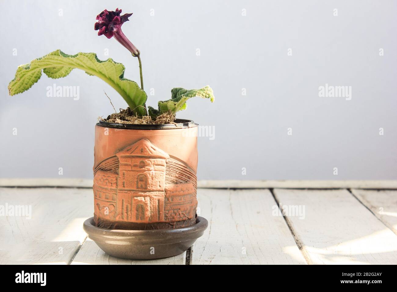Red streptocarpus home plant in brown clay flowerpot . Stock Photo