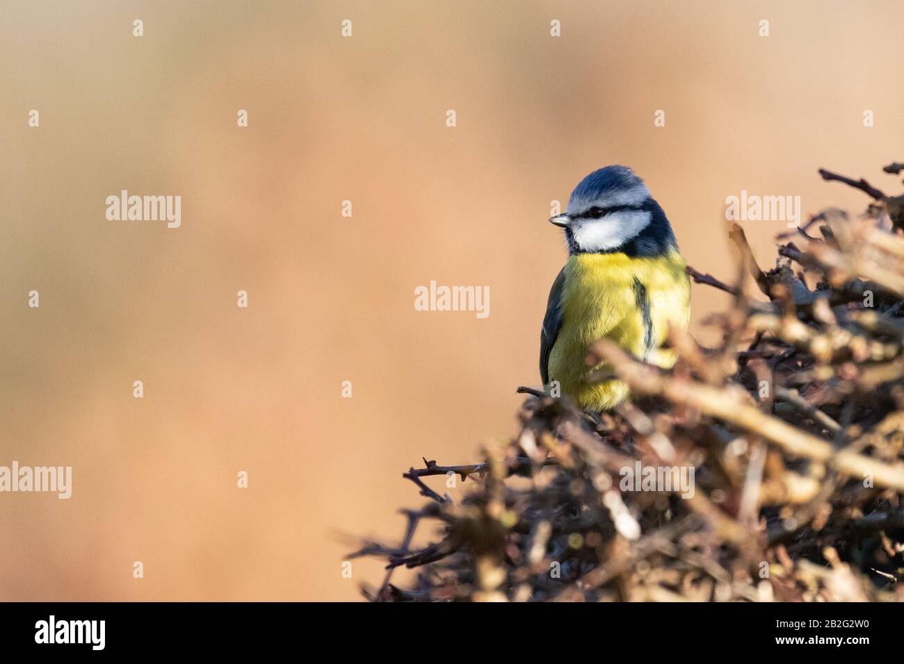 A blue tit perched in the top of a dense hawthorn hedgerow Stock Photo