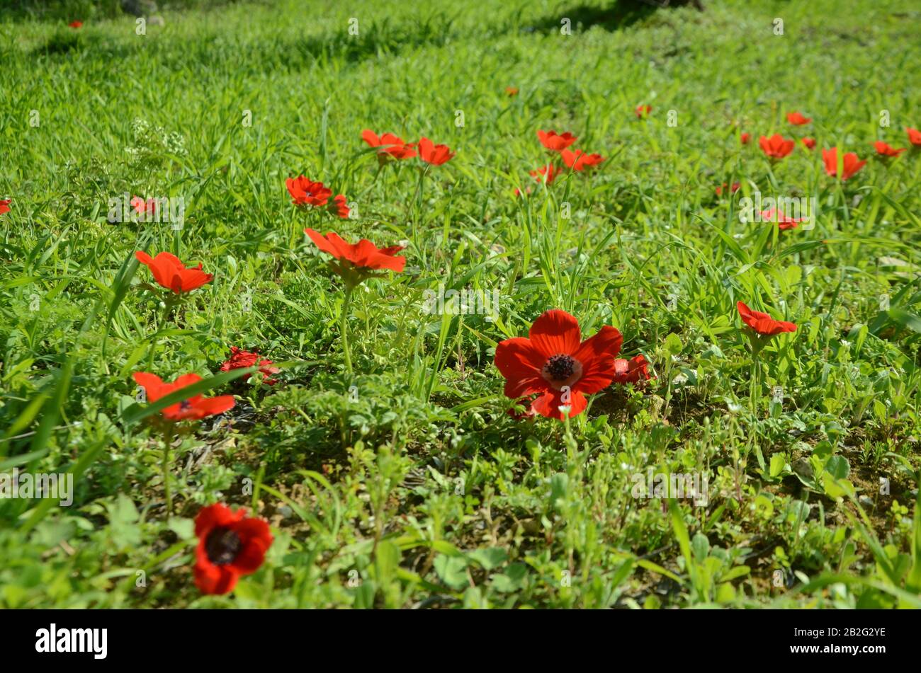 spring backgrounds Stock Photo