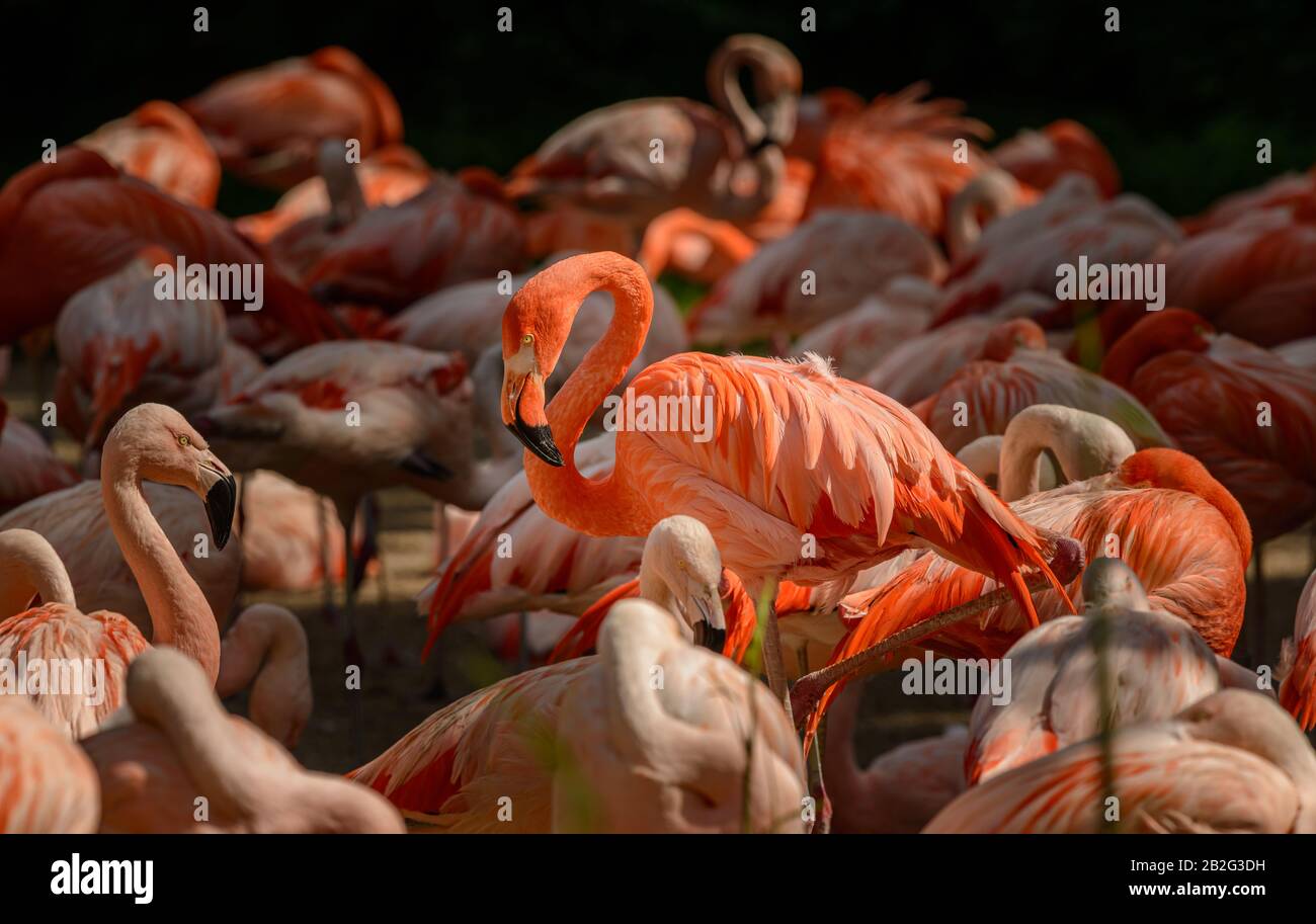 Flamingo and duck hi-res stock photography and images - Alamy