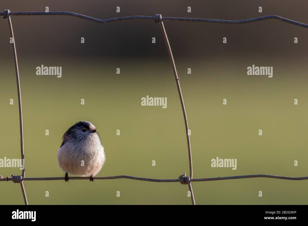 Little fluffy long tailed tits perched on a wire fence Stock Photo