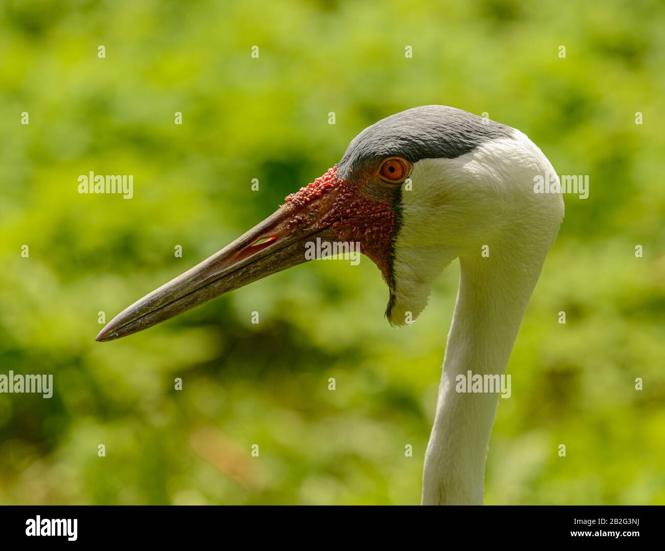 detailed portrait of crane bird Stock Photo Alamy