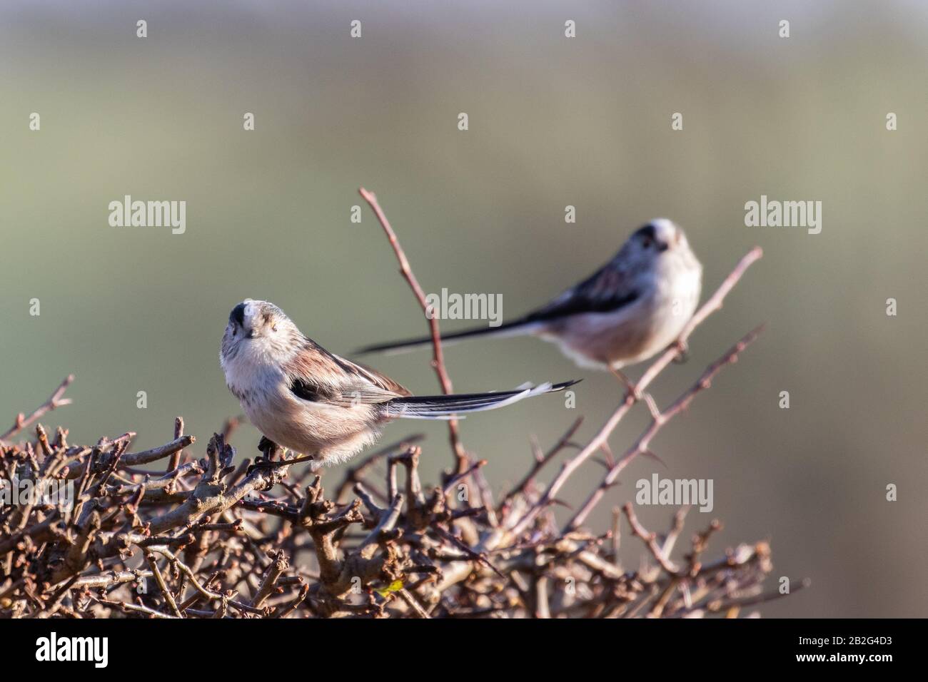 Cute long tailed tits perched on an area of dense twigs Stock Photo