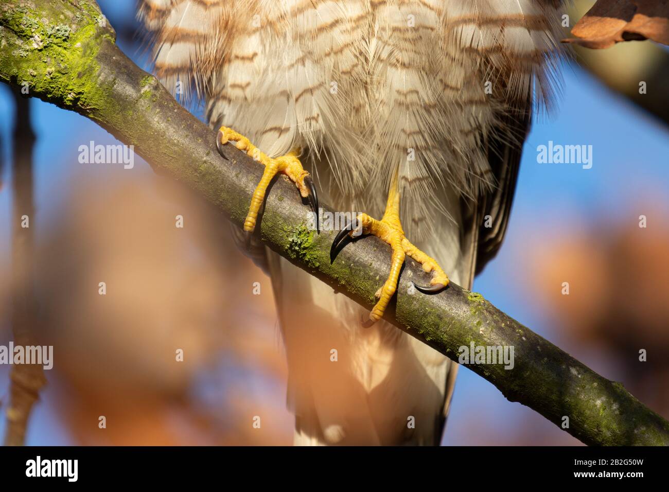 The vibrant yellow feet of a hawk with menacing talons showing Stock Photo