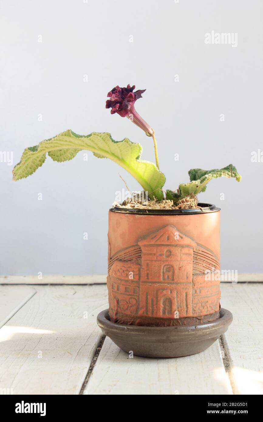 Red streptocarpus home plant in brown clay flowerpot. Stock Photo