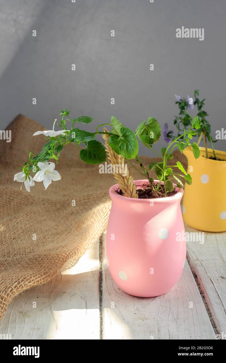 White campanula isophylla in pink flowerpot on white wooden table. Stock Photo