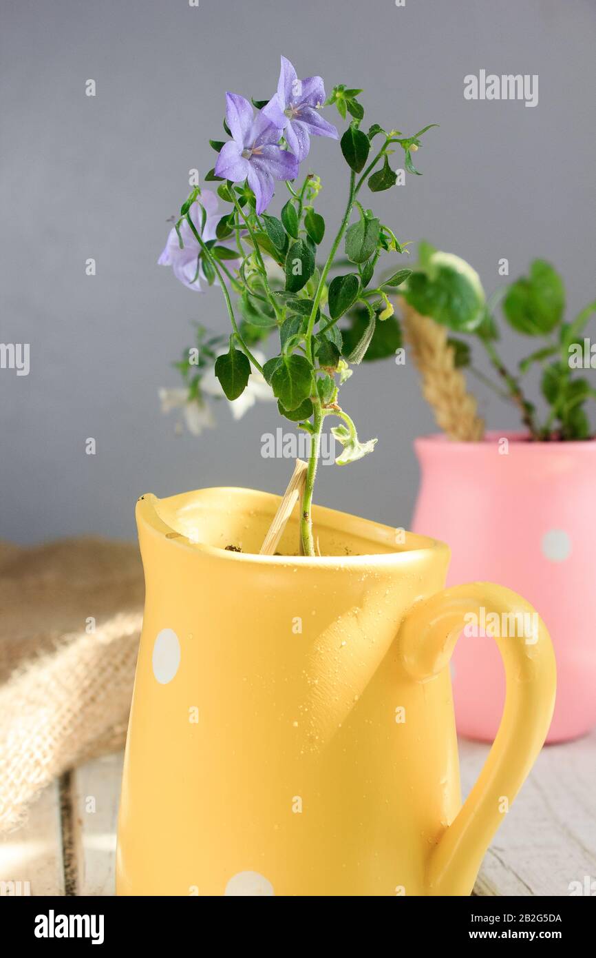 Blue campanula isophylla in yellow flowerpot on white wooden table. Stock Photo