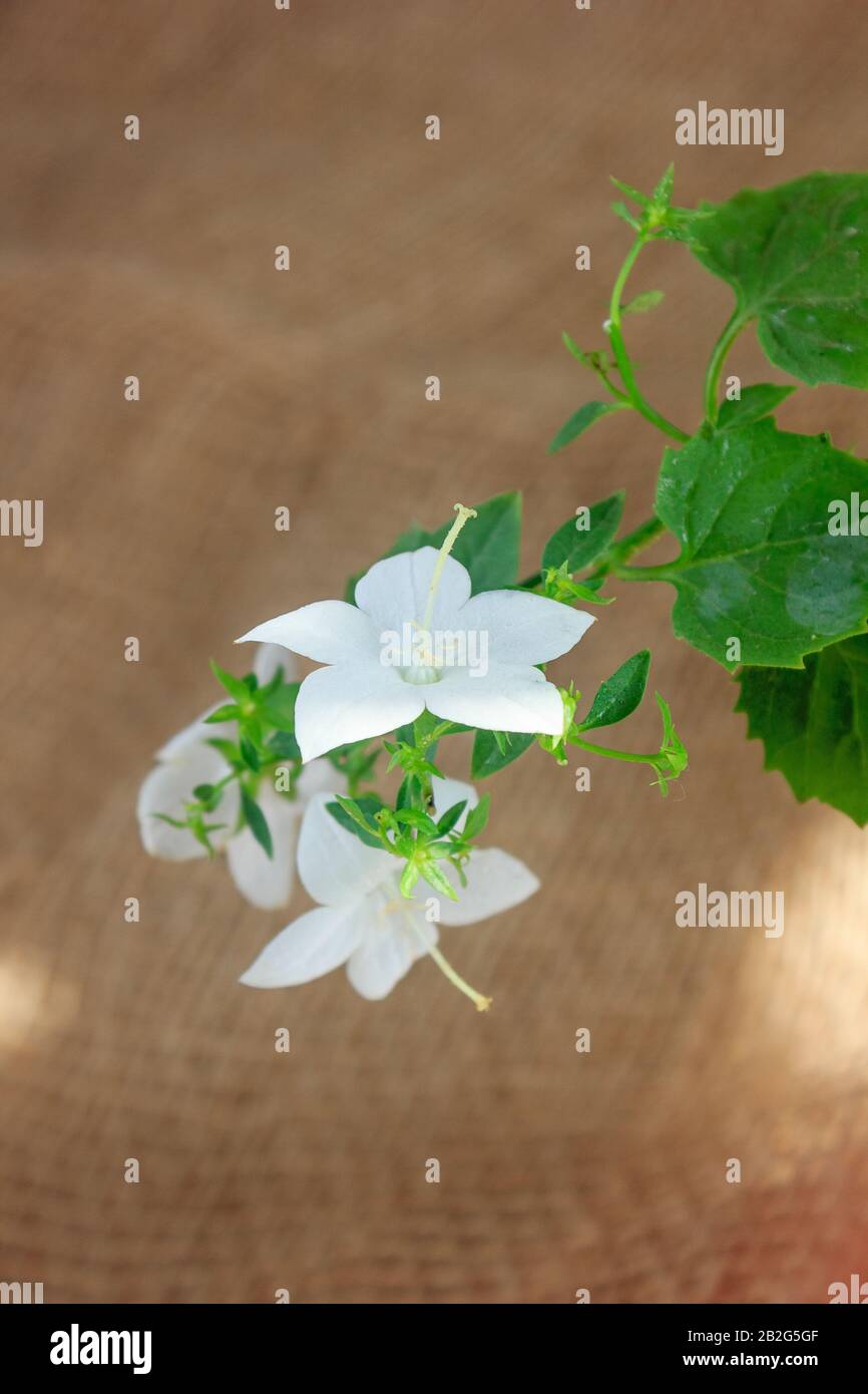 white campanula isophylla flower on brawn background. Stock Photo