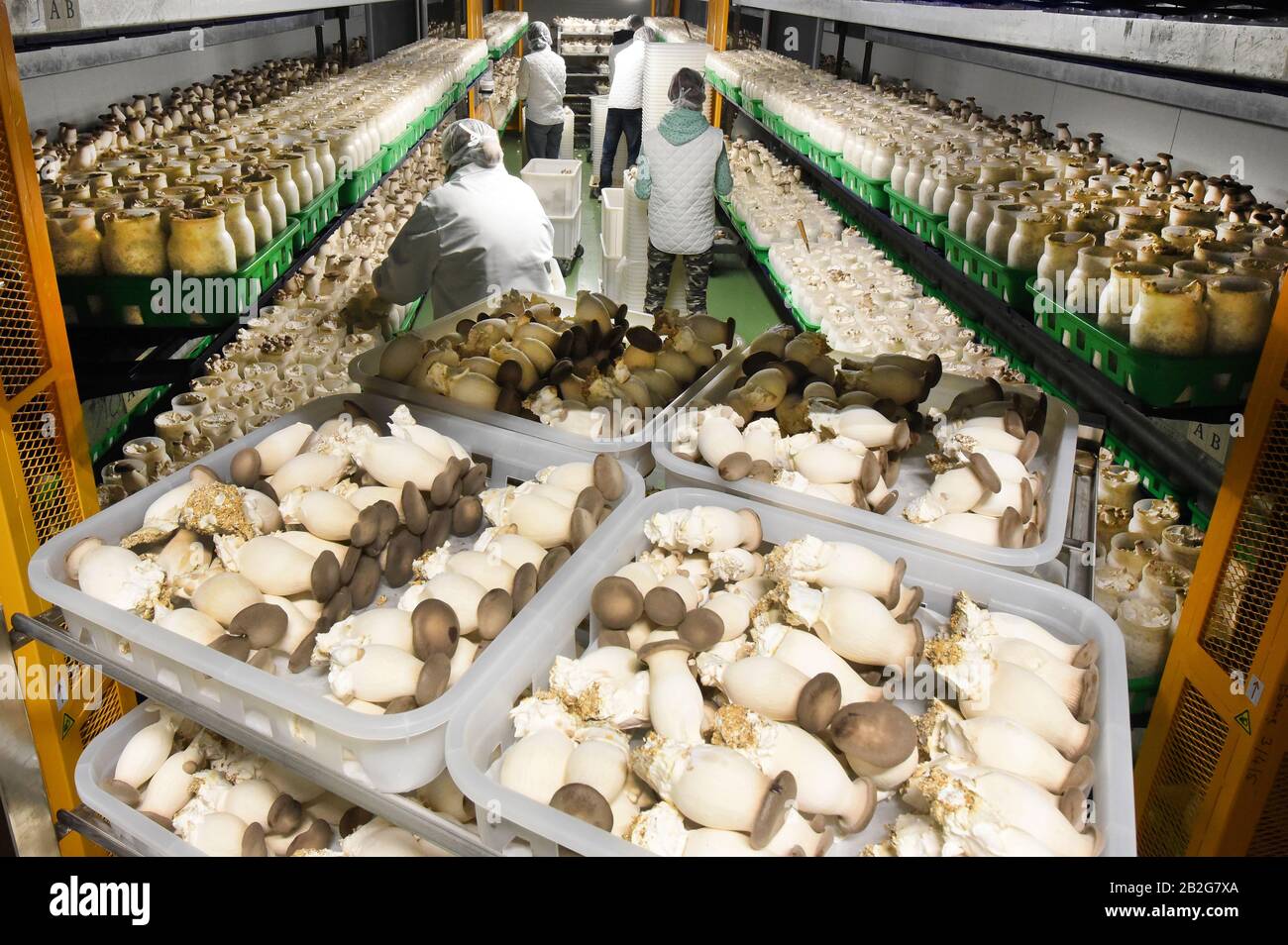 Germany. 27th Feb, 2021. In the new mushroom factory of the