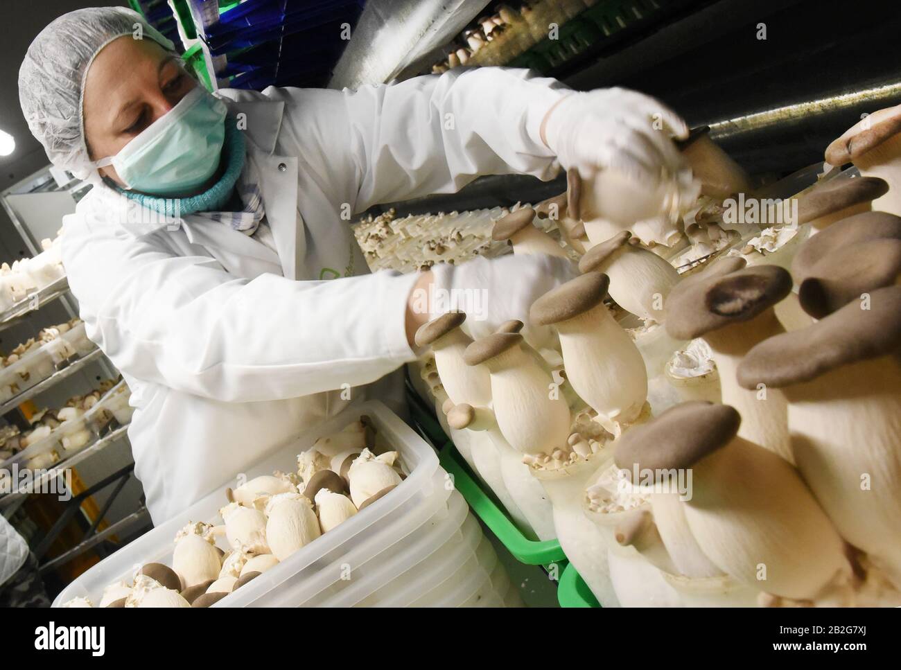 Germany. 27th Feb, 2021. In the new mushroom factory of the