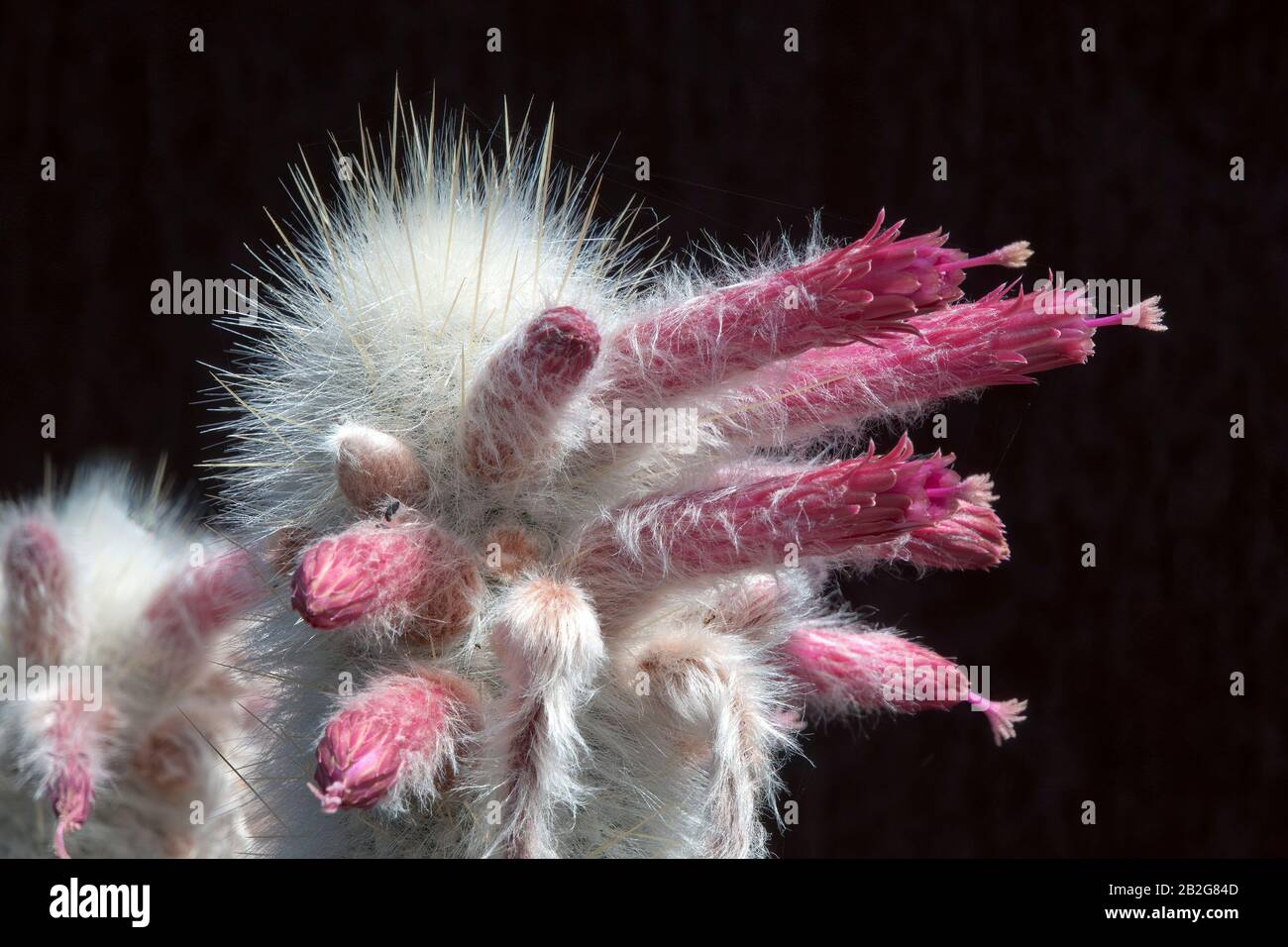 Sydney Australia, close-up of flowers at top of a Cleistocactus strausii or silver torch cactus Stock Photo
