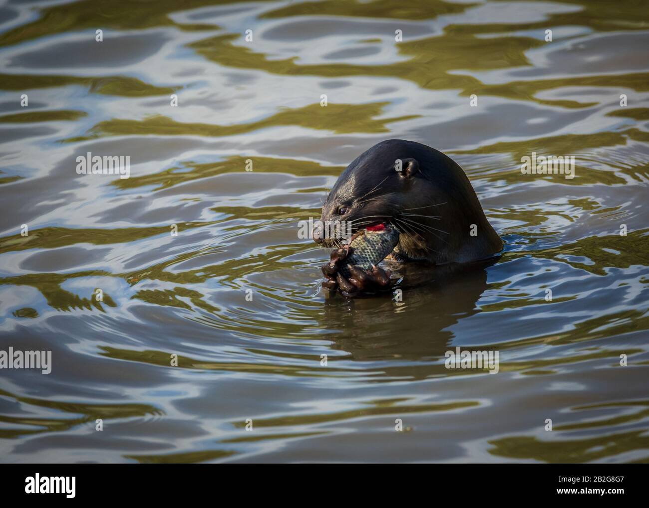 A single otter eating a fish in Pasir Ris Park, Singapore Stock Photo
