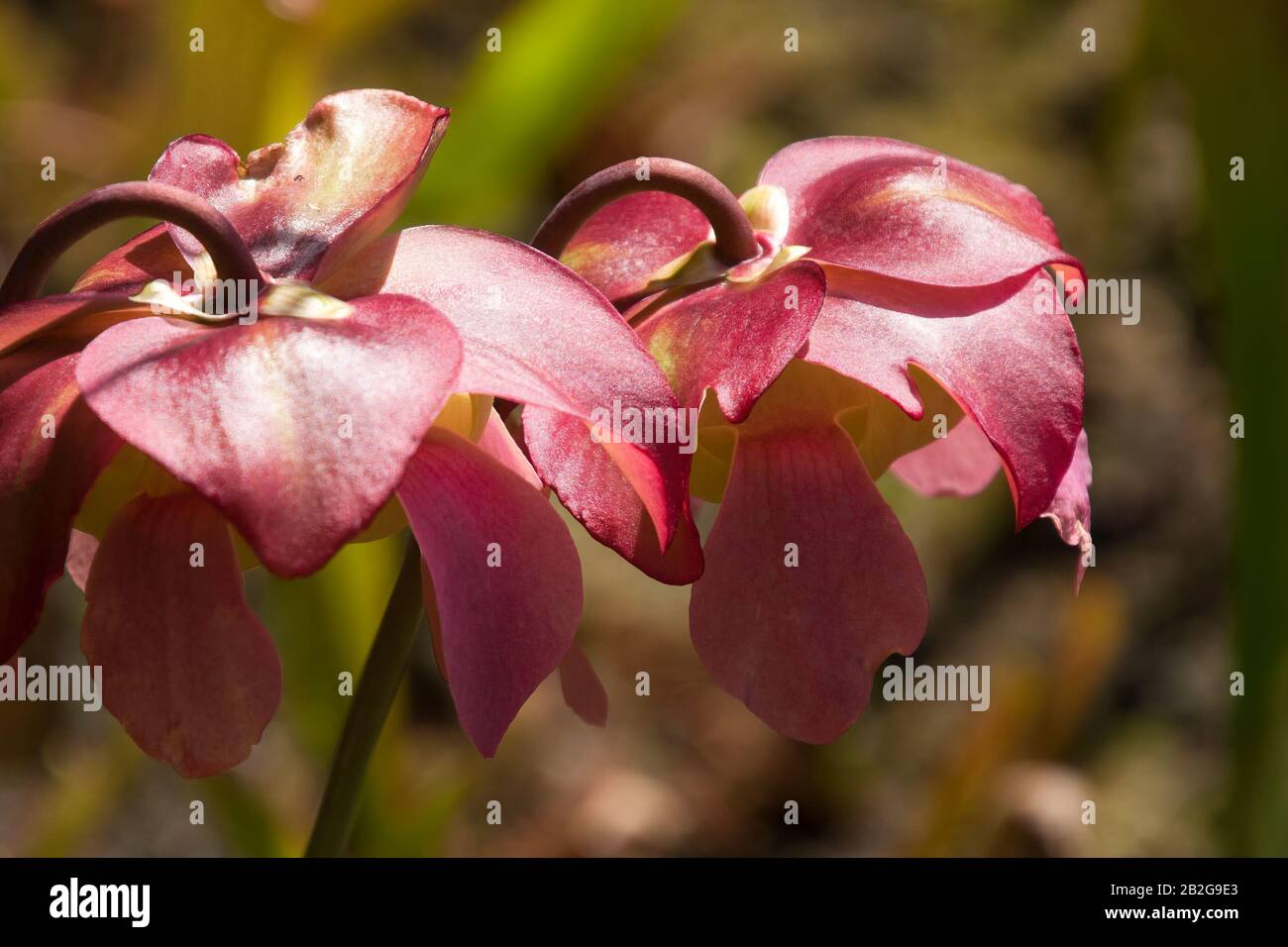 Sydney Australia, pink flowers of a pitfall plant in sunshine Stock Photo