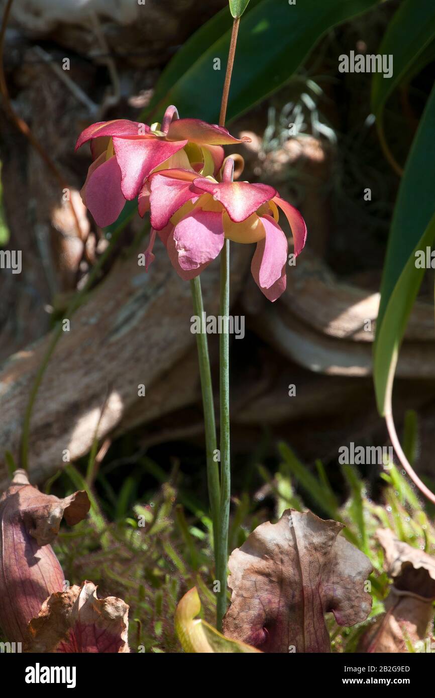Sydney Australia, view of garden with pink flowers of a sarracenia plant Stock Photo