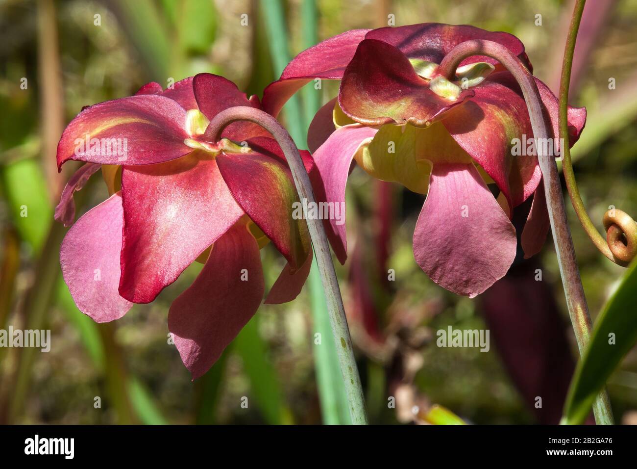 Sydney Australia, pink flowers of a pitfall plant Stock Photo