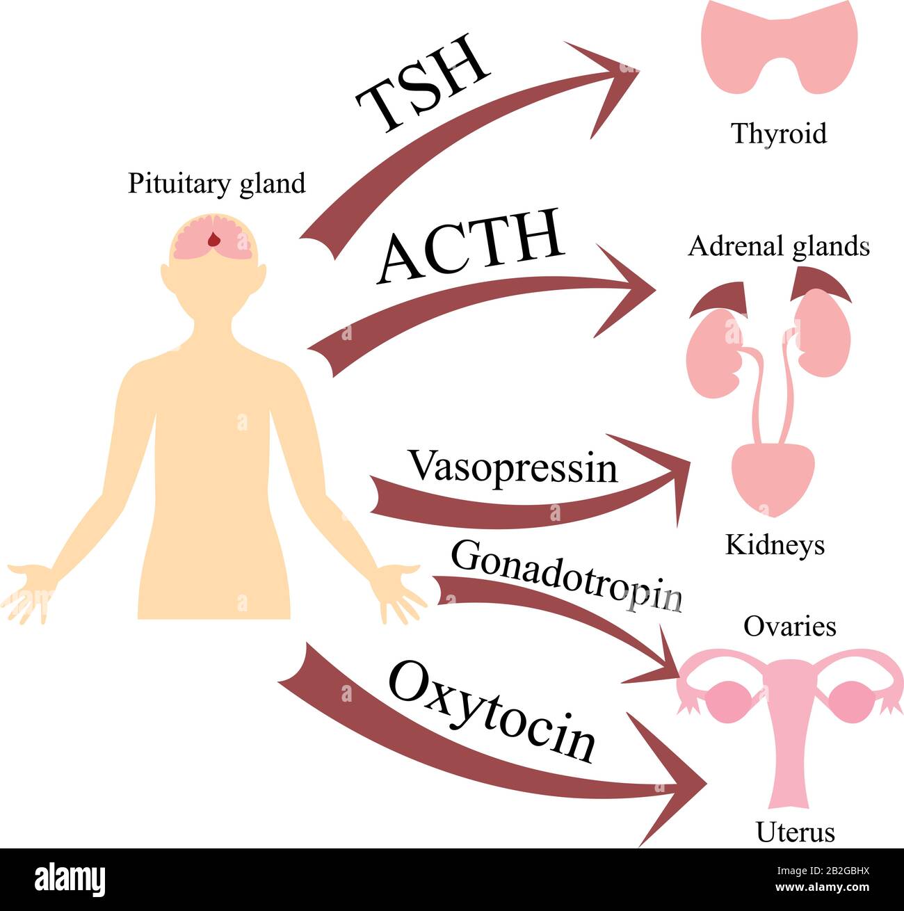 pituitary-gland-and-adrenal-gland-vpnom