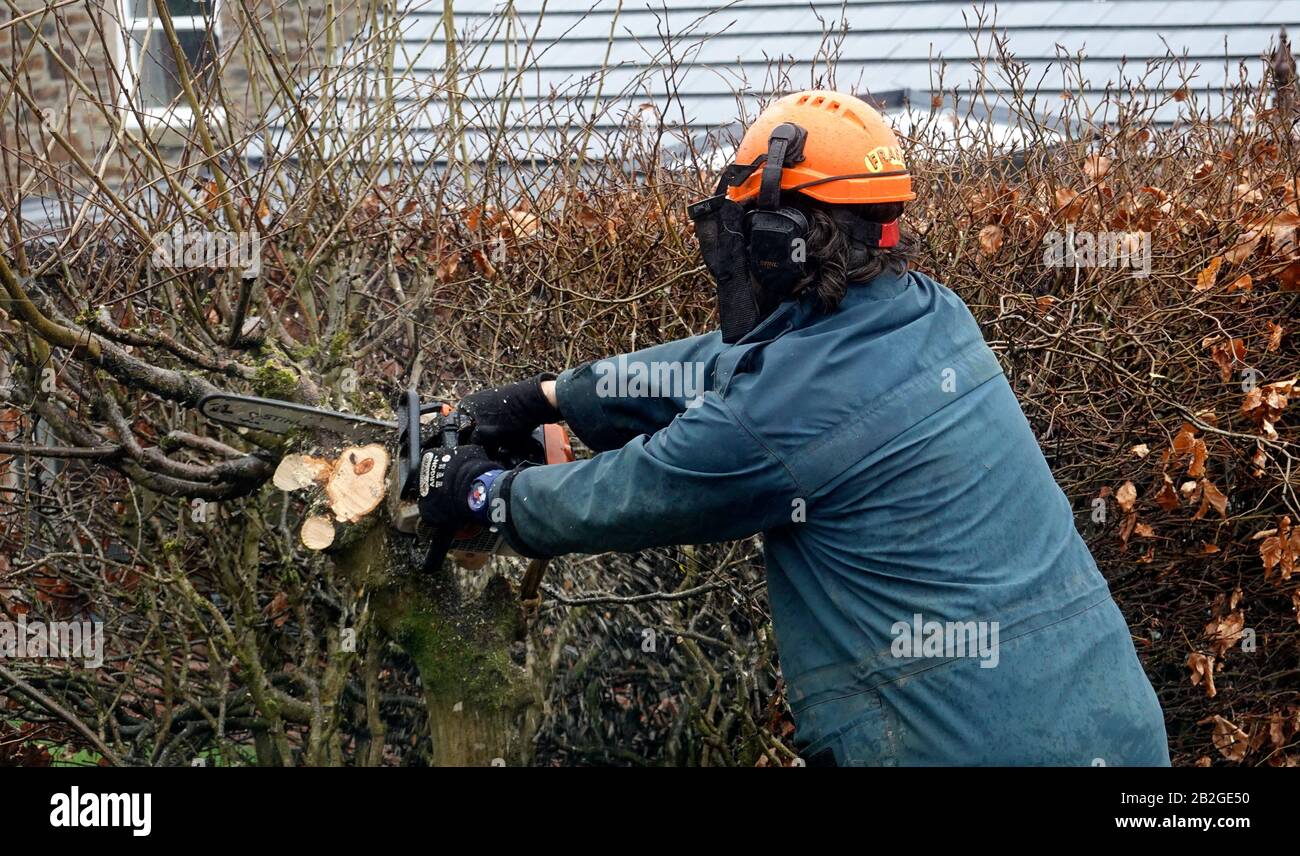 A workman uses an electric saw to cut a thick hedge Stock Photo Alamy