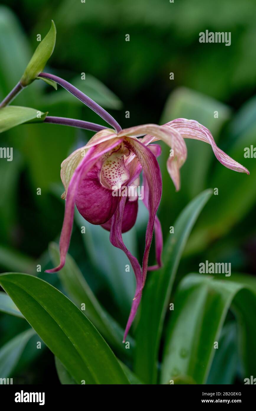 Detailed close up of a pink phragmipedium hartwegii orchid flower in a greenhouse Stock Photo