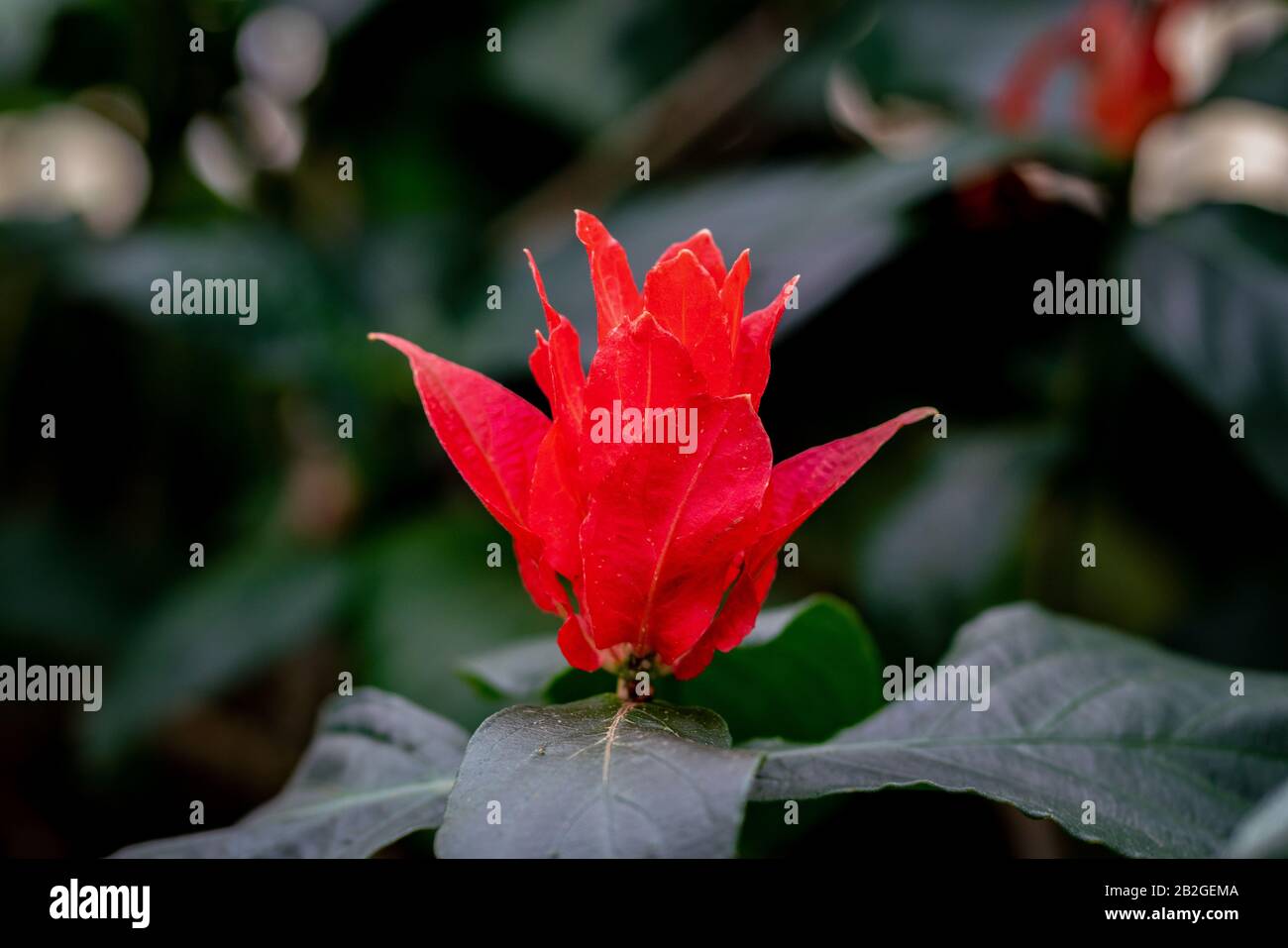 Close up of the red bracts of a Ruellia chartacea (red shrimp) plant Stock Photo