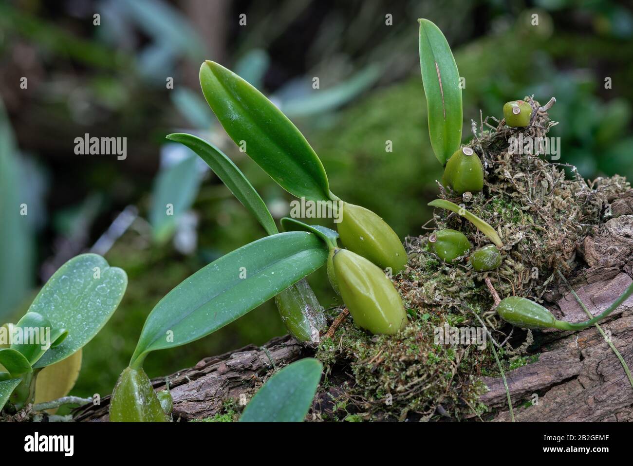 Young plants of bulbophyllum cocoinum growing on a tree trunk Stock Photo