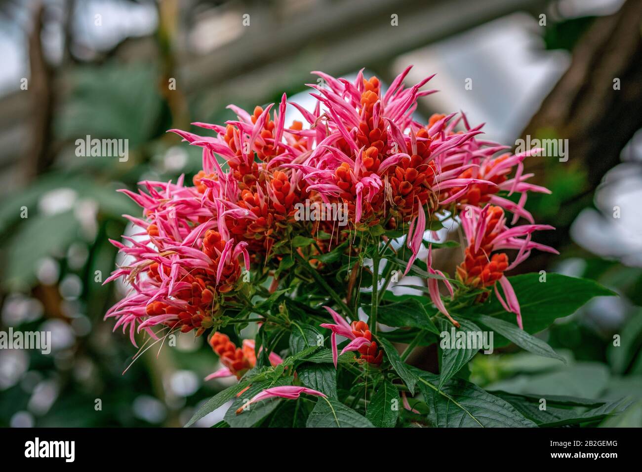 Close up of a cluster of pink flowers on a Aphelandra sinclairiana (panama queen) plant Stock Photo