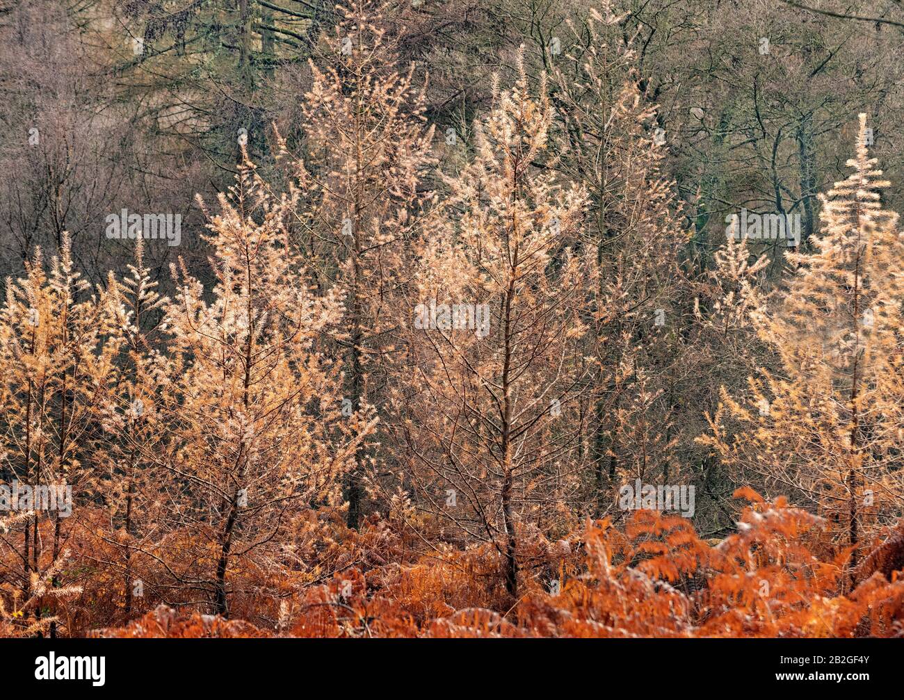 Close up of Larch trees, a coniferous tree in the forest of Cannock Chase. Latin name is Larix occidentalis it displays stunning golden foliage in Aut Stock Photo