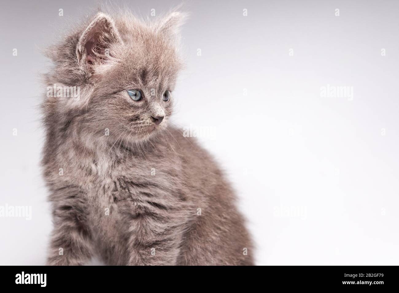 gray kitten on a white background looks to the right Stock Photo