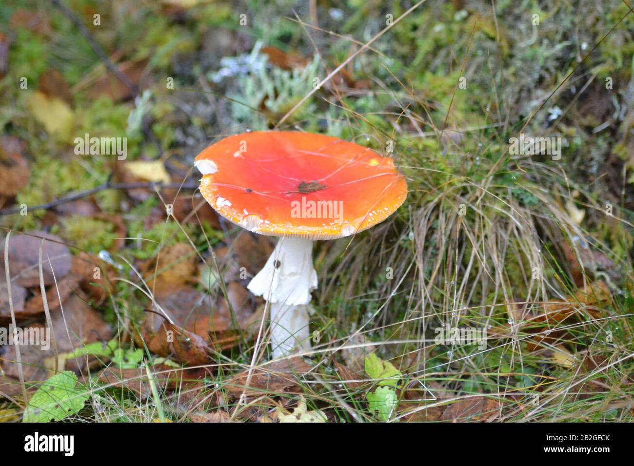 Mature Fly Agaric in Woodland near Contin Scotland Stock Photo