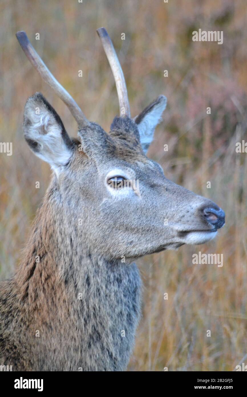 Young Stag in the Highlands of Scotland Stock Photo