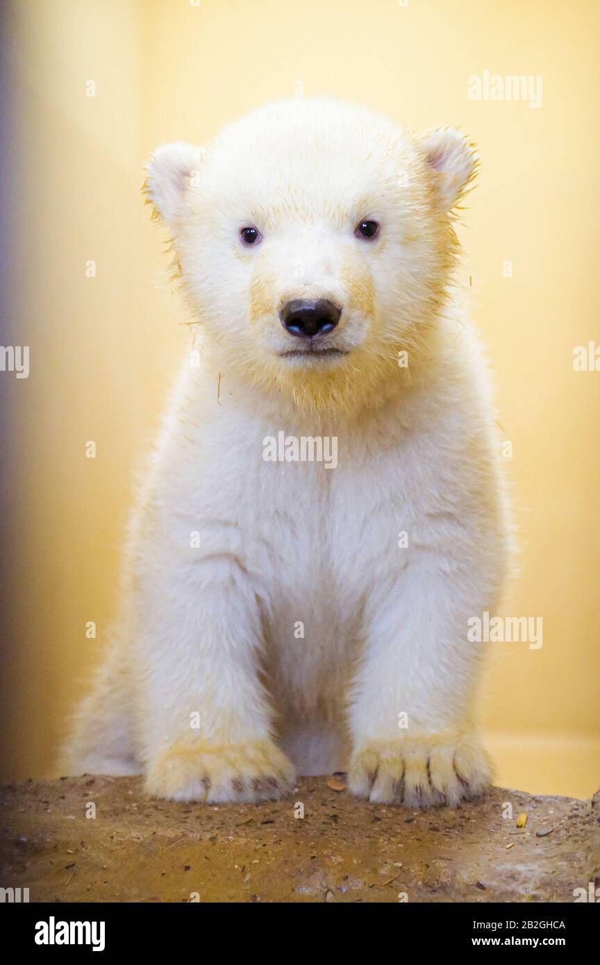 little live pets polar bear
