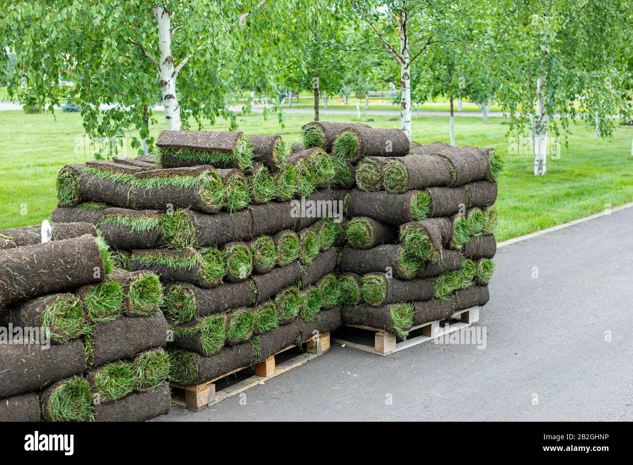 stacks of sod rolls for new lawn for landscaping. Lawn grass in rolls on pallets against of street. rolled grass lawn is ready for laying. Stock Photo