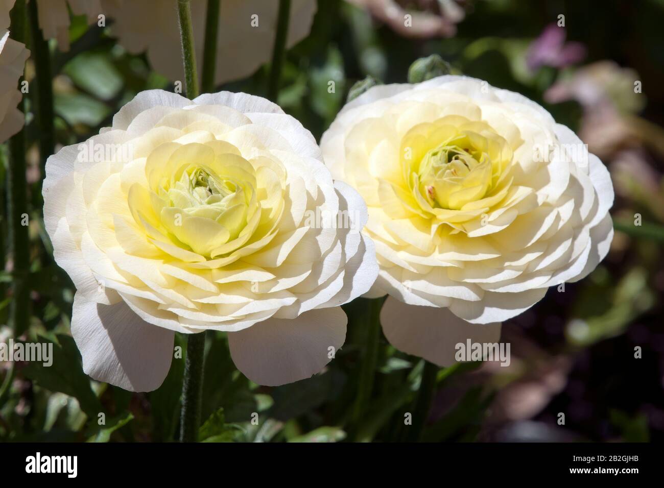 Sydney Australia, white ranunculus flowers in garden Stock Photo - Alamy